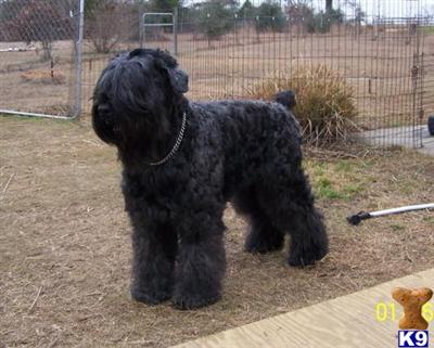 Black Russian Terrier Puppies for Sale